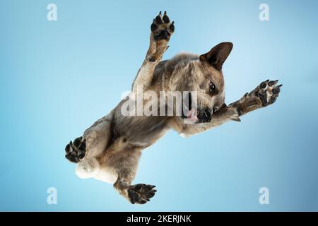 Australian Cattle Dog dal basso Foto Stock