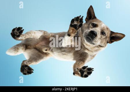 Australian Cattle Dog dal basso Foto Stock
