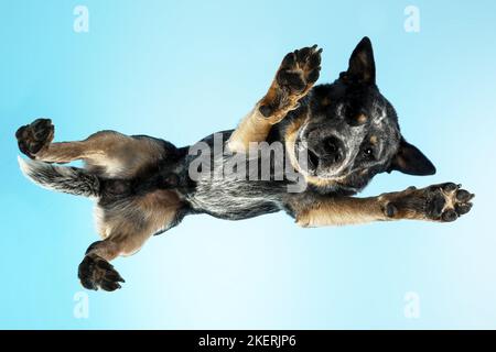 Australian Cattle Dog dal basso Foto Stock