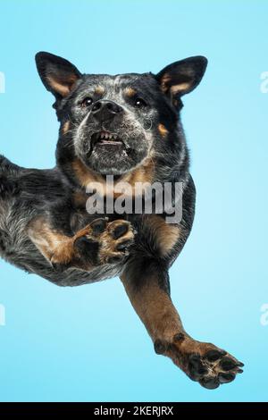 Australian Cattle Dog dal basso Foto Stock
