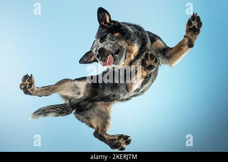 Australian Cattle Dog dal basso Foto Stock