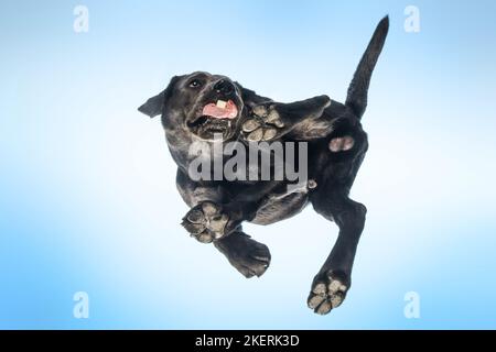 Maschio di Labrador Retriever Foto Stock