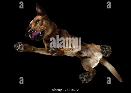 Labrador Retriever in studio Foto Stock