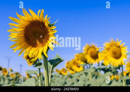 Mattinata estiva luminosa con cielo blu, campo di girasole (Helianthus annuus) con grandi fiori di risveglio, api grandi raccogliere polline e nettare sul frontale Foto Stock