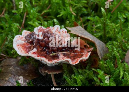 Fungo immangiabile Hydnellum peckii nella foresta di abete rosso. Conosciuto come fungo del dente di spurgo, dente del diavolo o dente del Red-succo. Funghi selvatici in muschio Foto Stock