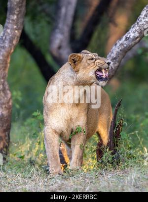 Questa leonessa porta i denti in un sorriso. Sasan Gir, India: QUESTE immagini COMICHE mostrano un paio di rari leoni asiatici che grignano e attaccano le loro lingue o Foto Stock