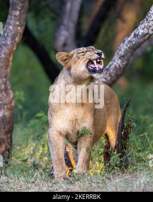 Un bel sorriso. Sasan Gir, India: QUESTE immagini COMICHE mostrano un paio di rari leoni asiatici che grinziscono e attaccano le loro lingue ad una fotografia felice Foto Stock