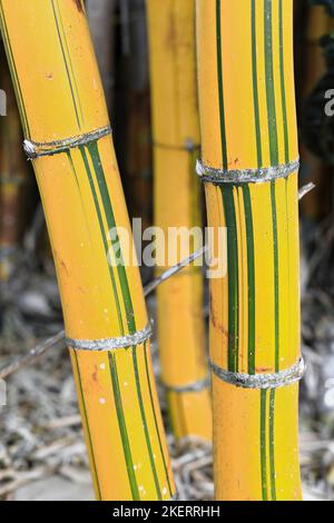 275 Canne di Fairyland o di bambù-Phyllostachys aurea dorato o a canna di pesce. Yungaburra-Australia. Foto Stock