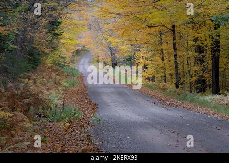 Le strade di servizio della foresta nella foresta nazionale Chequamegon-Nicolet nel Wisconsin settentrionale prendono vita con i colori alla fine di settembre all'inizio di ottobre. Foto Stock