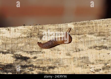 Primo piano campo marrone Slug (Deroceras invadens) su un pezzo di legna da ardere. Famiglia Agriolimacidae. Giardino olandese, autunno, novembre, Paesi Bassi Foto Stock