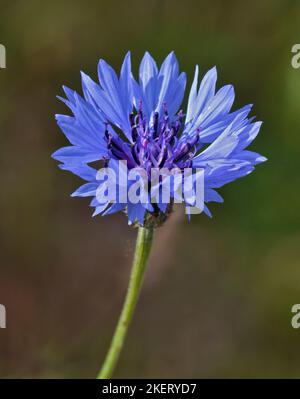 Fiore di Cornovaglia (centaurea cianus) Foto Stock