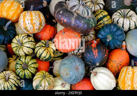 Selezione di zucche colorate Foto Stock