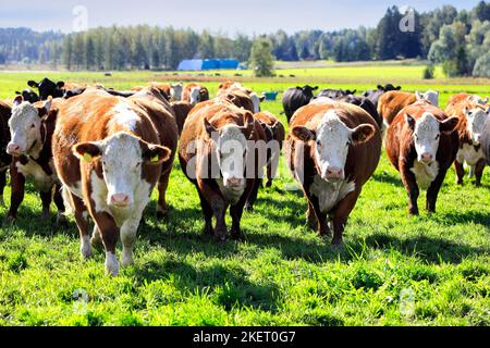 Mandria di bestiame Hereford in campo erboso è curioso e in esecuzione verso la macchina fotografica. Foto Stock