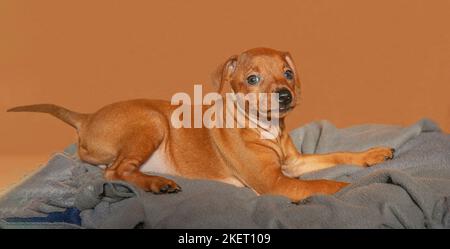 Un cucciolo marrone è sdraiato su un divano su uno sfondo marrone. Un cucciolo dai capelli lisci guarda nella fotocamera. Piccolo cane posa, studio fotografico. Mini pinscher. Foto Stock