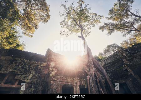 Incredibili radici di alberi che coprono l'antico tempio. Tempio di TA Prohm cresciuto. Vecchie rovine vicino a Siem Reap in Cambogia. Foto Stock