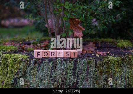Cubi di legno con la parola Foresta sul vecchio albero mossy nella foresta autunnale. Benvenuti nella natura. Il concetto di conservazione della natura. Spazio di copia Foto Stock