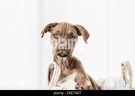 Doberman-Dogue-de-Bordeaux-Mongrel Foto Stock