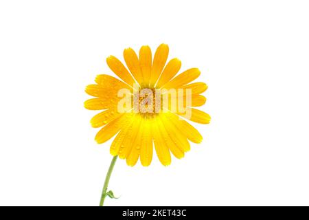 Fiore di Marigold isolato su sfondo bianco. Fiore giallo con gocce di rugiada su petali isolati su sfondo bianco. Marigold umido isolato su bac bianco Foto Stock