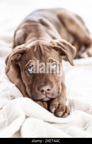 Doberman-Dogue-de-Bordeaux-Mongrel Foto Stock