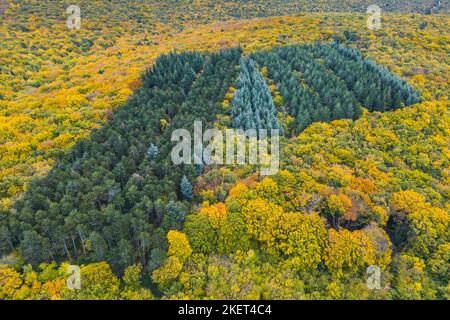 Vista aerea di una foresta autunnale colorata in una giornata estiva. Vista in atteggiamento. Forest Lane in vista aerea. Foto Stock