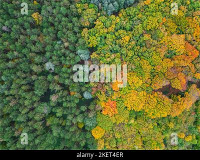 Vista aerea di una foresta autunnale colorata in una giornata estiva. Vista in atteggiamento. Forest Lane in vista aerea. Foto Stock