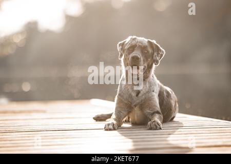 Aussiedor maschio Foto Stock