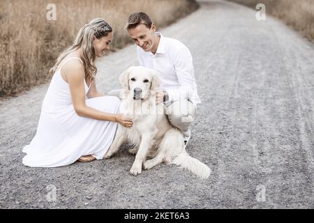 Maschio di Golden Retriever Foto Stock