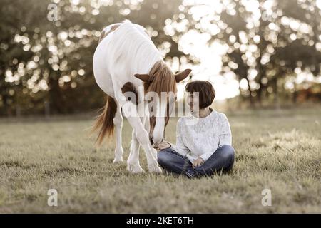 Cavallo islandese castrazione Foto Stock