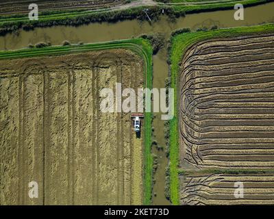 Vista aerea del drone della raccolta del riso da parte di un trattore a macchina su un vasto campo. Agricoltura industriale e agricoltura. Risone che raccoglie le attività Foto Stock