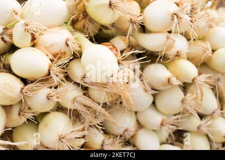 teste lavate di fattoria di cipolle Foto Stock