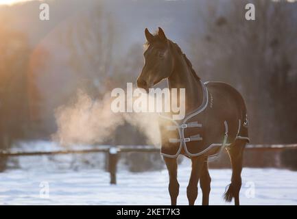 Cavallo di Oldenburg Foto Stock