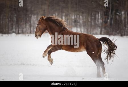 Galoppante Coldblood della Germania del Sud Foto Stock