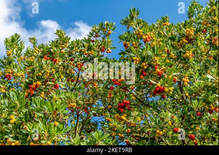 Un albero di fragola colorato, con frutti in vari stati di maturazione, Casciana Terme, Pisa, Italia Foto Stock