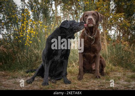 Labrador nero seduto e leccando un Labrador marrone nella foresta con amore Foto Stock