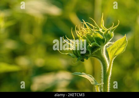 Testa di girasole inaperta in campo agricolo coltivato nel soleggiato pomeriggio estivo, focalizzazione selettiva Foto Stock