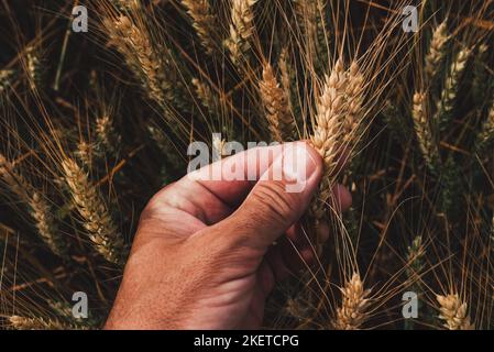 Lavoratore agricolo che esamina spighe di maturazione di grano in campo coltivato, primo piano di maschi a contatto con la mano, fuoco selettivo Foto Stock