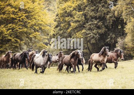 Cavalli islandesi Foto Stock