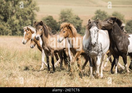 Cavallo islandese Foto Stock