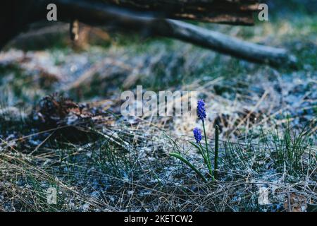 Fior di giacinto d'uva d'amido (Muscari trascurectum) a Divcibare, Serbia, in primavera fredda mattina Foto Stock