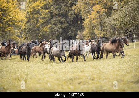 Cavalli islandesi Foto Stock