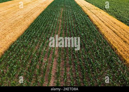 Ripresa aerea di piantine di mais verde coltivato e colture di grano maturo campi da drone pov in prospettiva decrescente Foto Stock