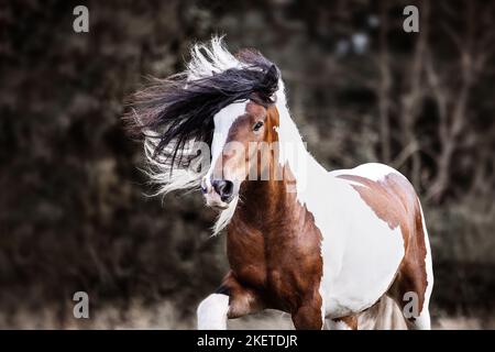 Stallone americano del cavallo del tamburo Foto Stock