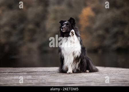 Sheltie a riva Foto Stock