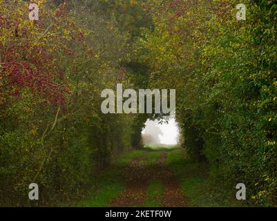 Un sentiero alberato di campagna nella nebbia d'autunno Foto Stock