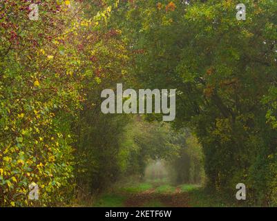 Un sentiero alberato di campagna nella nebbia d'autunno Foto Stock