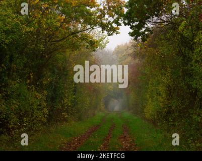 Sentiero alberato in autunno Foto Stock