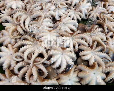 Poco polpi bolliti sul bancone al mercato alimentare di strada. Foto Stock