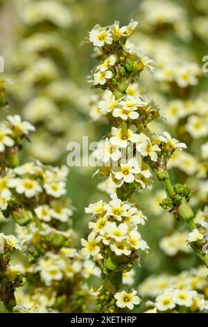 Sisyrinchium striatum, giallo pallido-eyed-grass o fiore di satin, fiori gialli pallidi Foto Stock