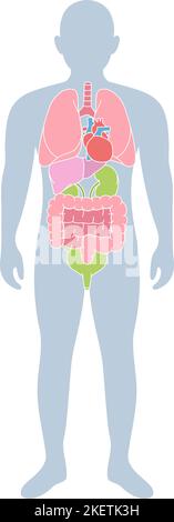 Corpo maschile con organi interni umani. Polmoni, cuore, fegato, reni, intestino, vescica. Poster medico donatore. Diversi organi del corpo Illustrazione Vettoriale