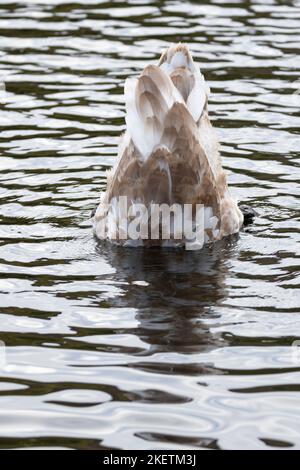 Un giovane muto Swan è in su-fine per nutrirsi dal fondo di acqua più profonda. Ancora avendo il piumaggio di cygnet, ci vogliono un paio di anni per maturare completamente Foto Stock